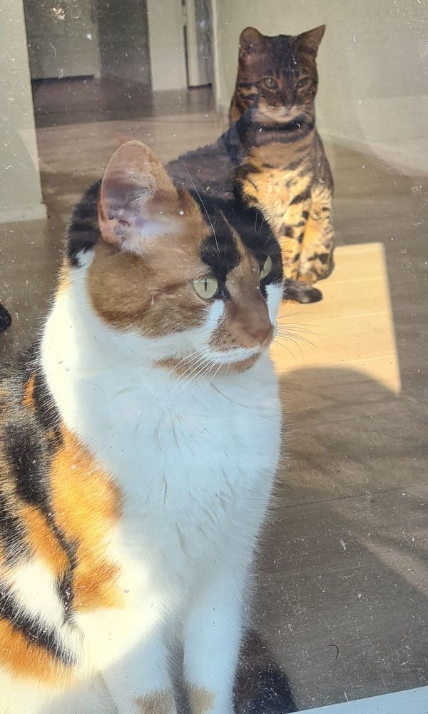 Two cats watching