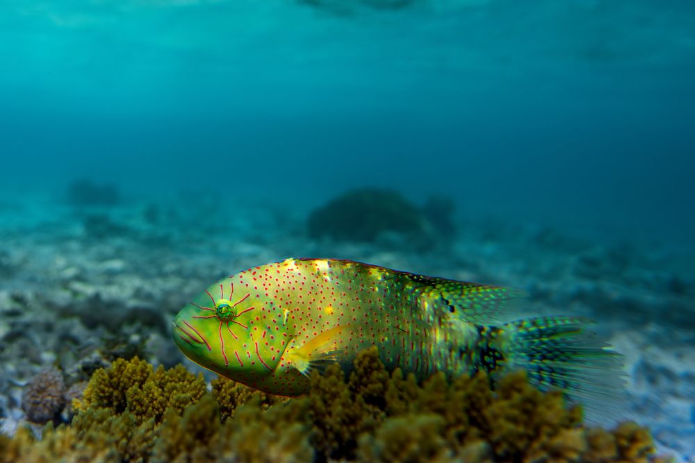 Photograph by Aleksandr Solovev