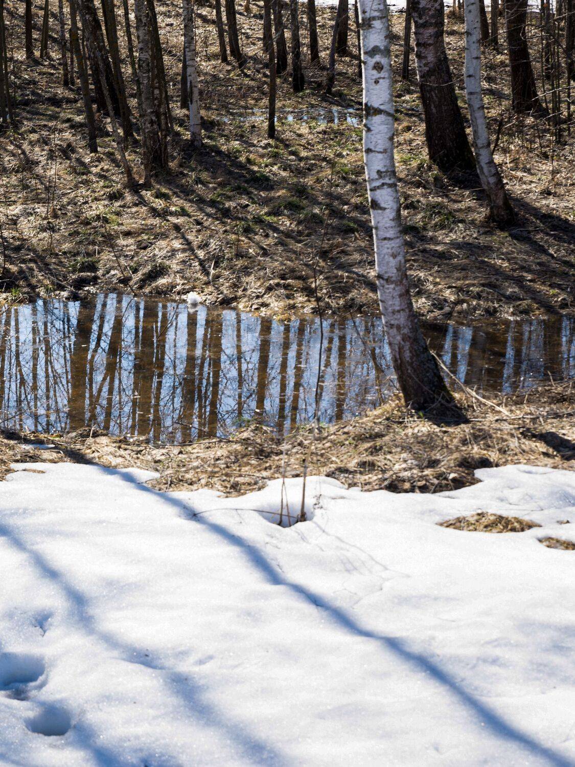 Ранней весной. Проталины