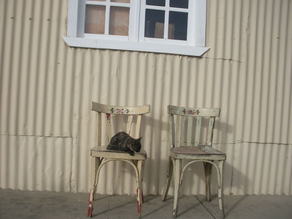 Patagonia rebelde en dos sillas y un gato.
