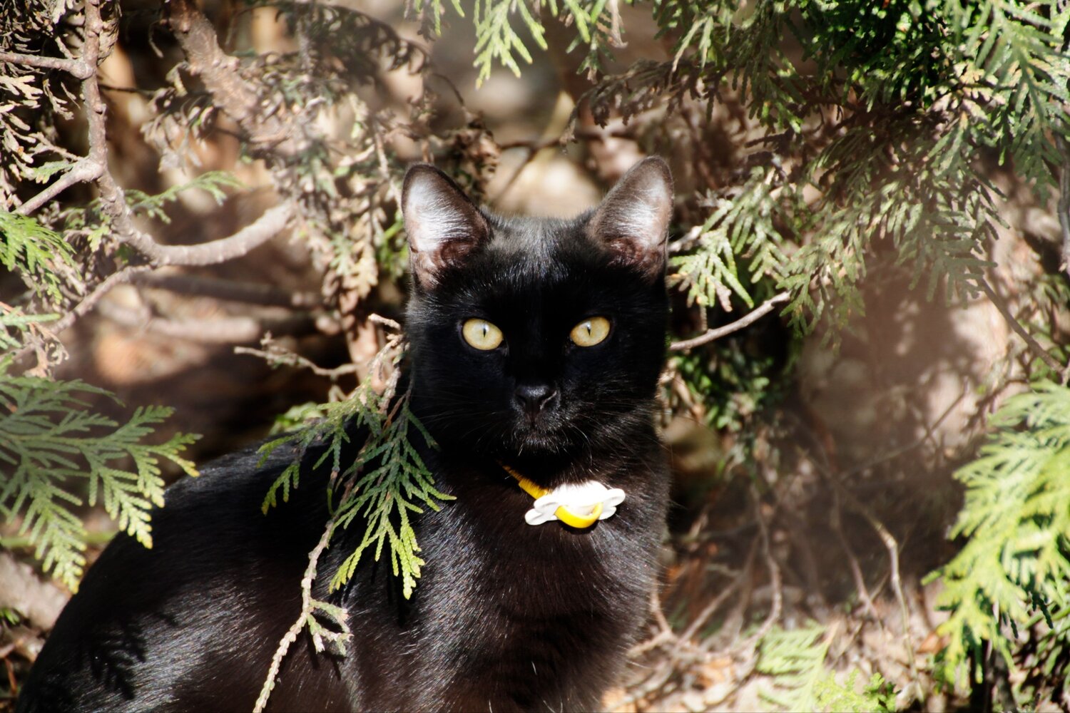 Photo #13486623