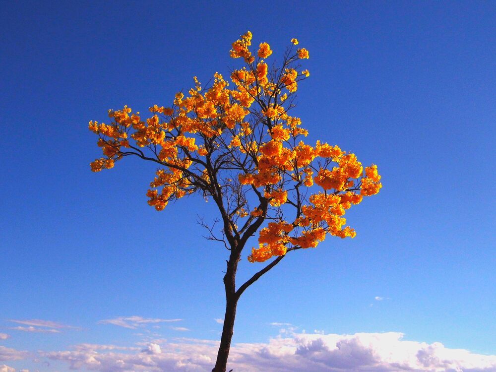 Photograph by ADERLANDIA SALOMAO