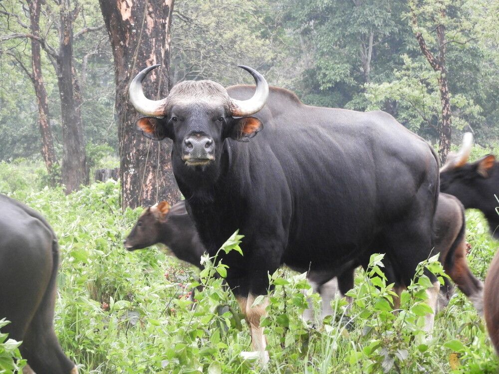 Indian Bison