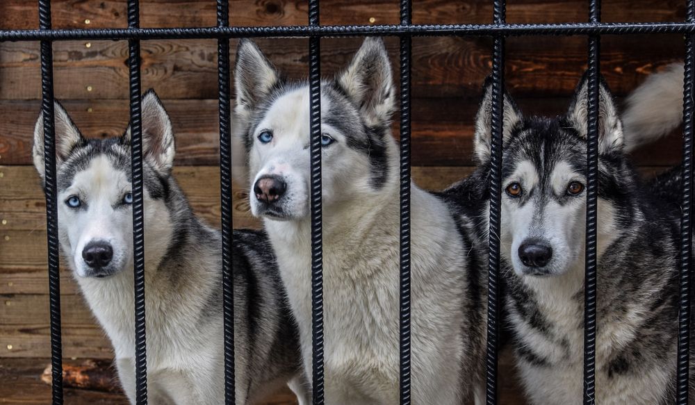 3 поколения