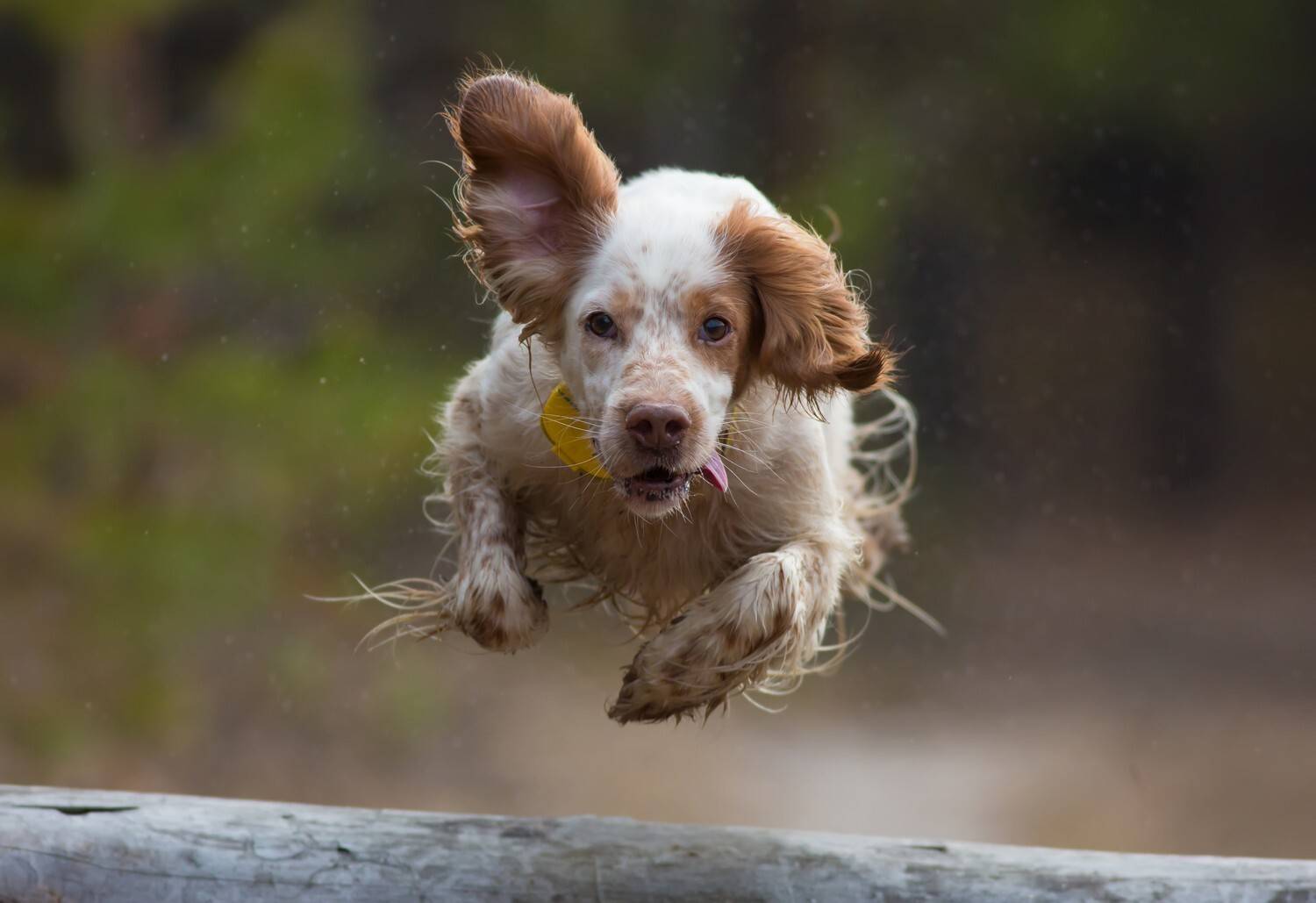 Photo #13487425