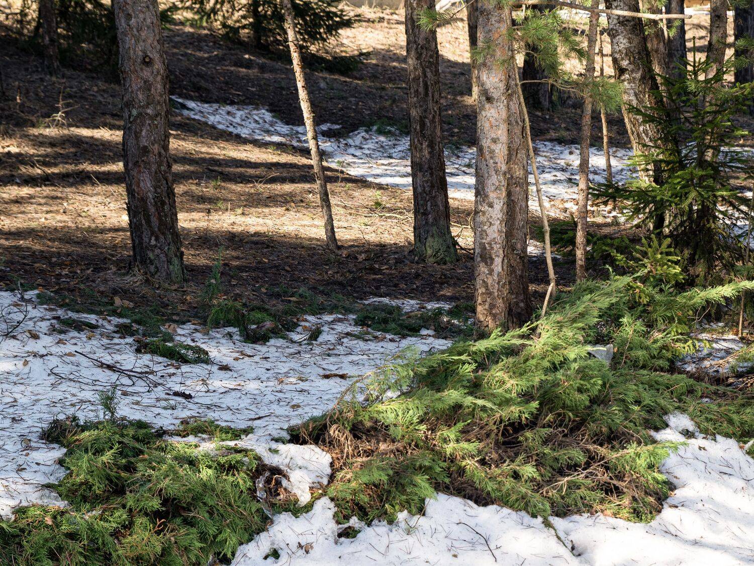 Солнечные проталины