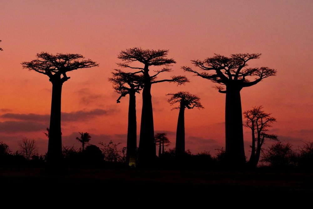 Madagascar guards