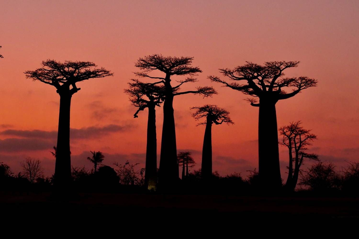 Madagascar guards
