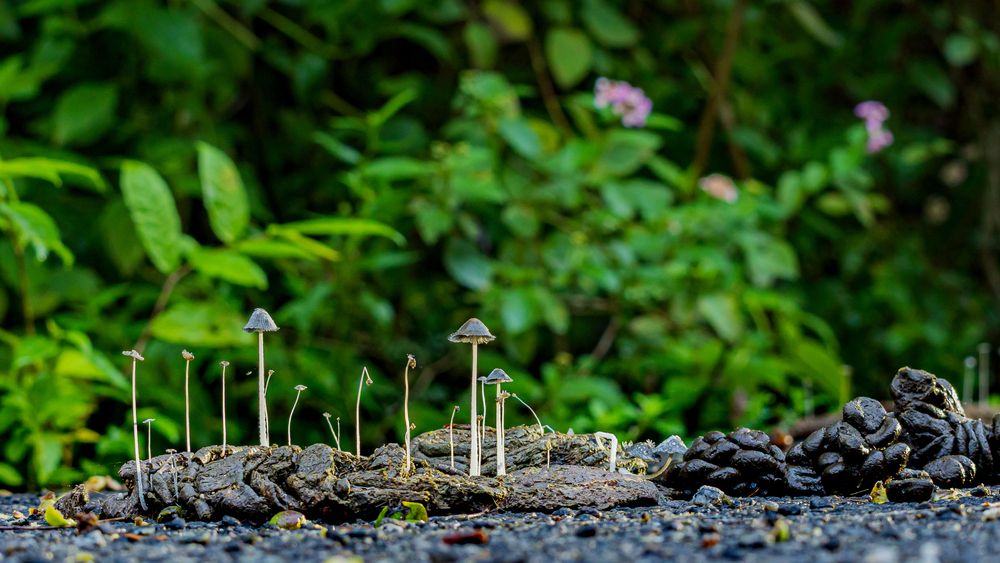 The Circle of Growth