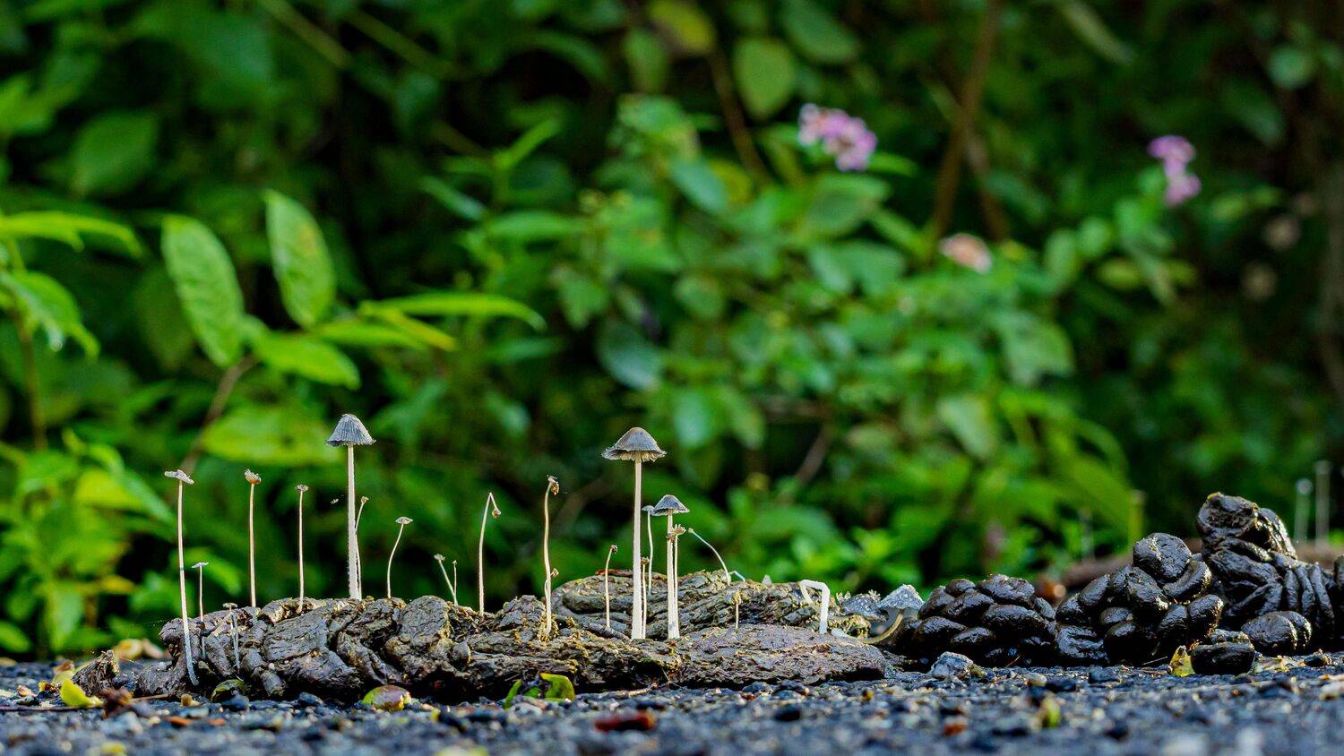 The Circle of Growth