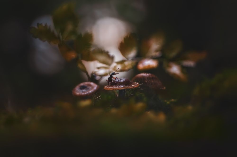 Где трепещут осины...