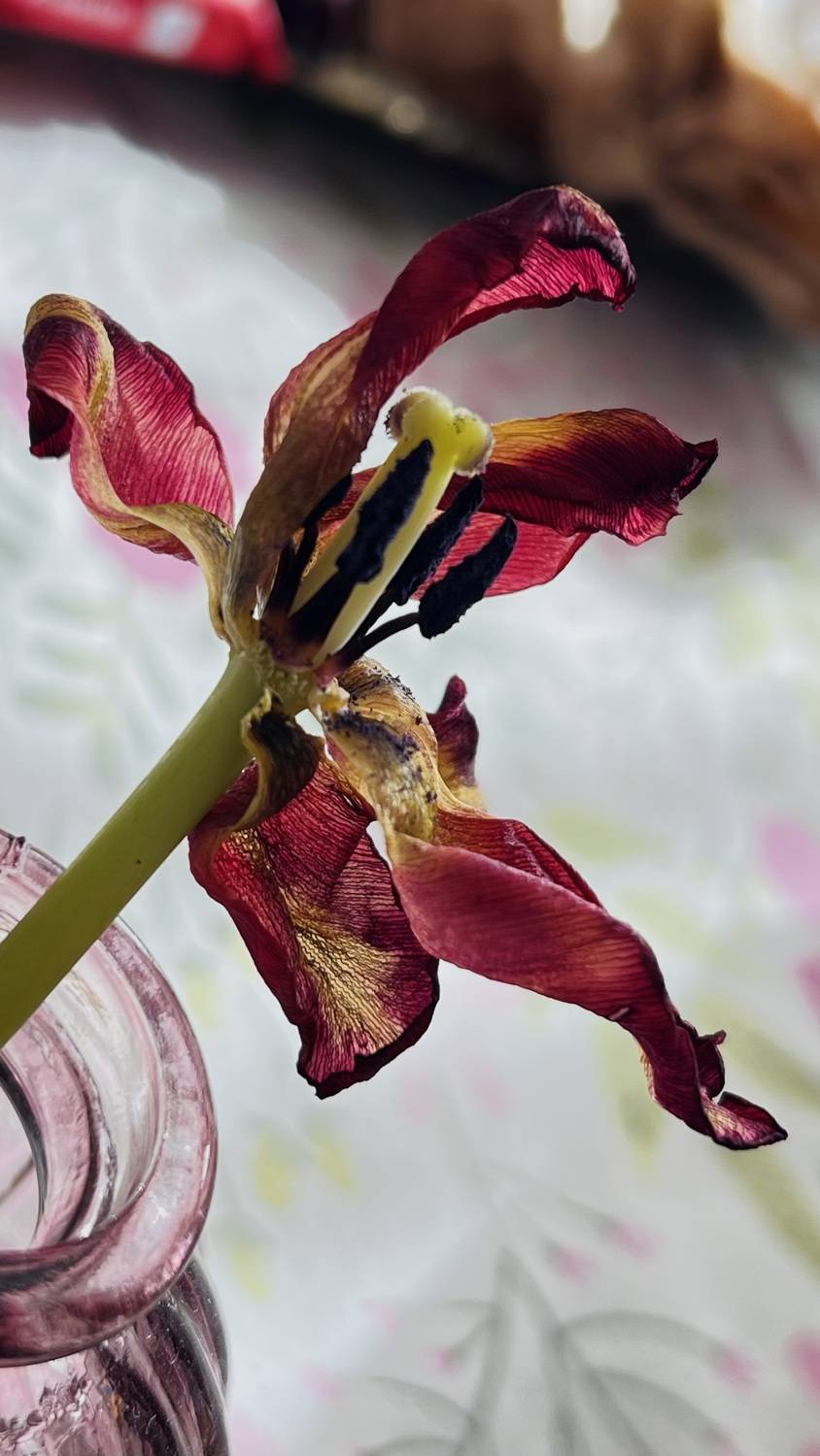 Когда цветок становится графикой