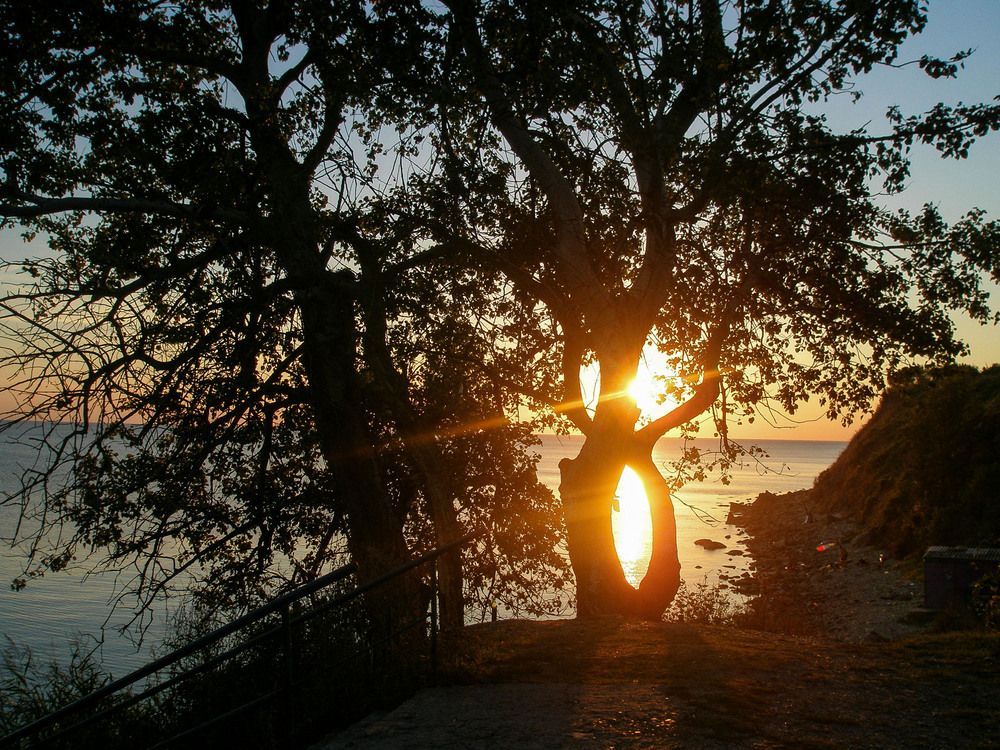 Дерево в пламени заката