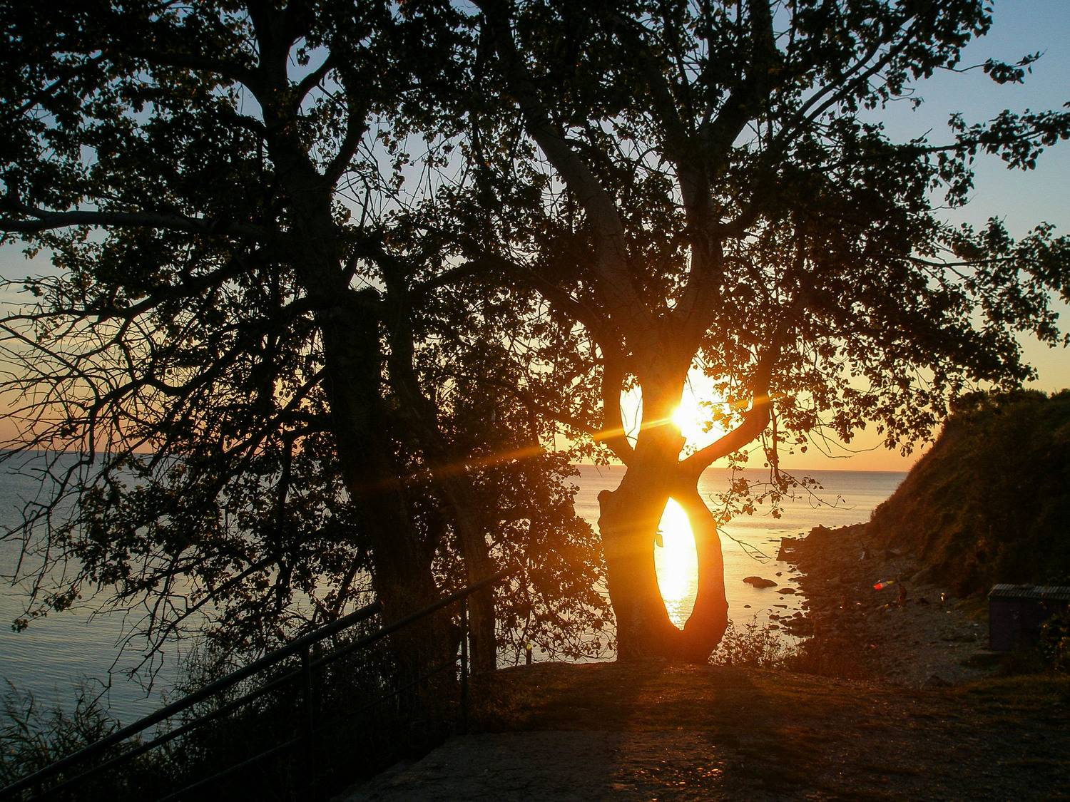 Дерево в пламени заката