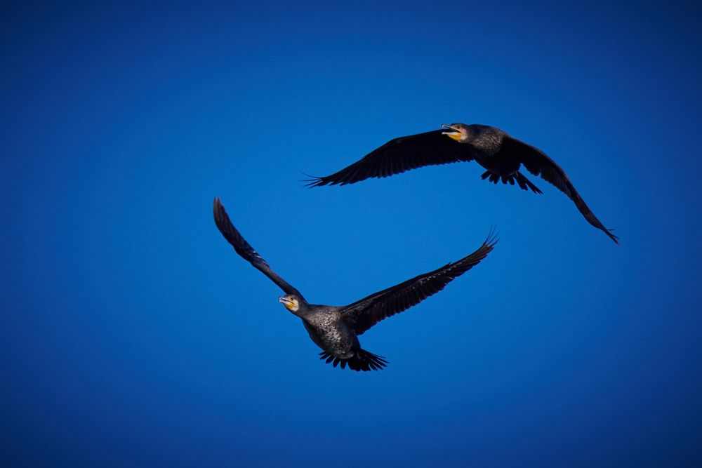 Диалог в полете