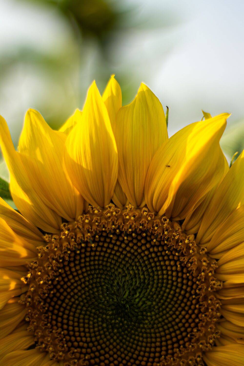 Solar Bloom
