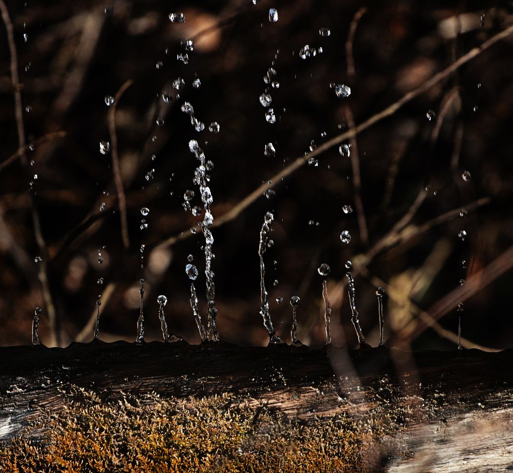 Photograph by Анна Акименко