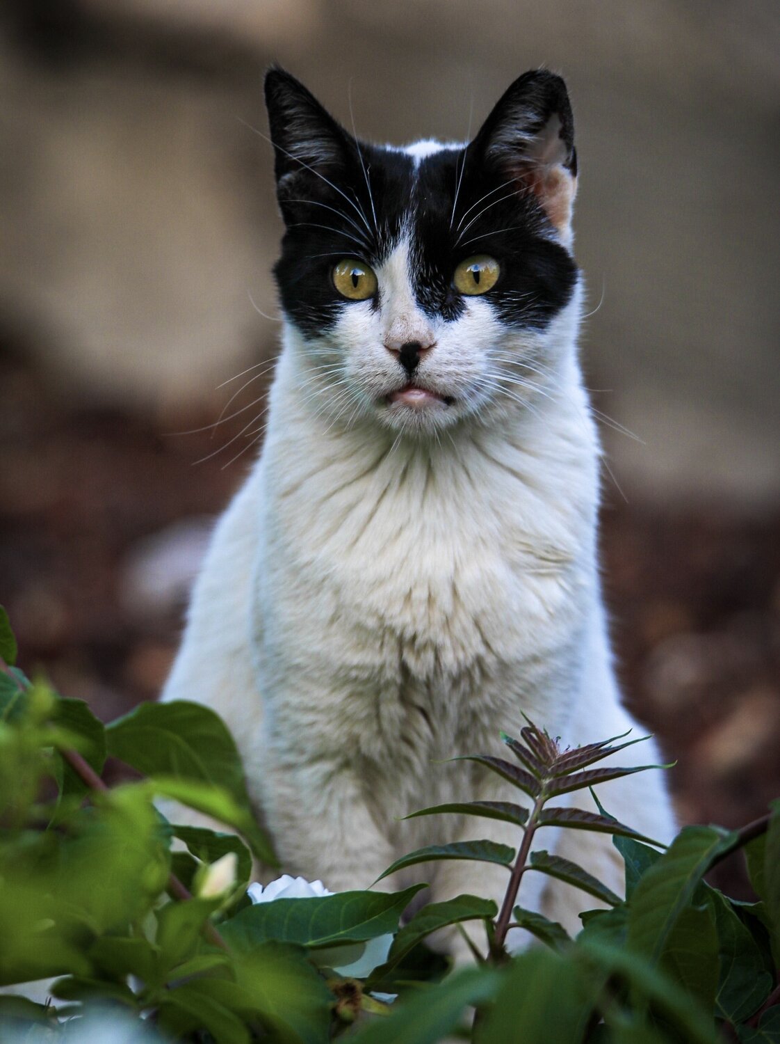 Photo #13491289