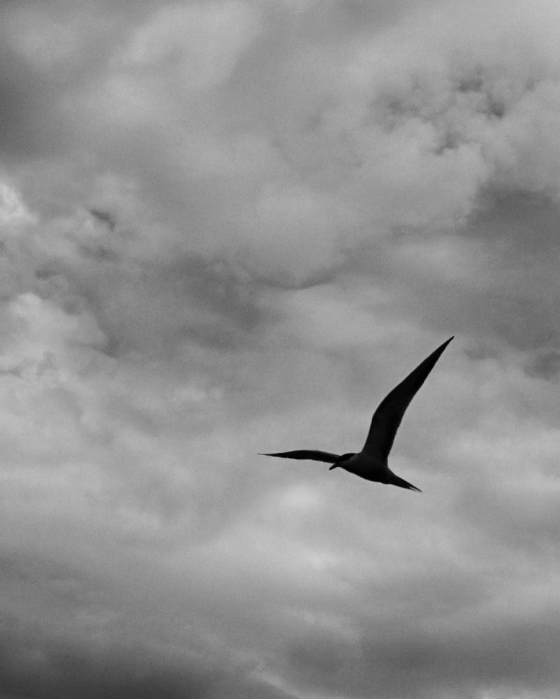 Photograph by Сергей Кошин