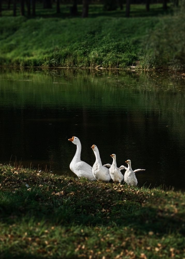 Photograph by Виктория Трущенко