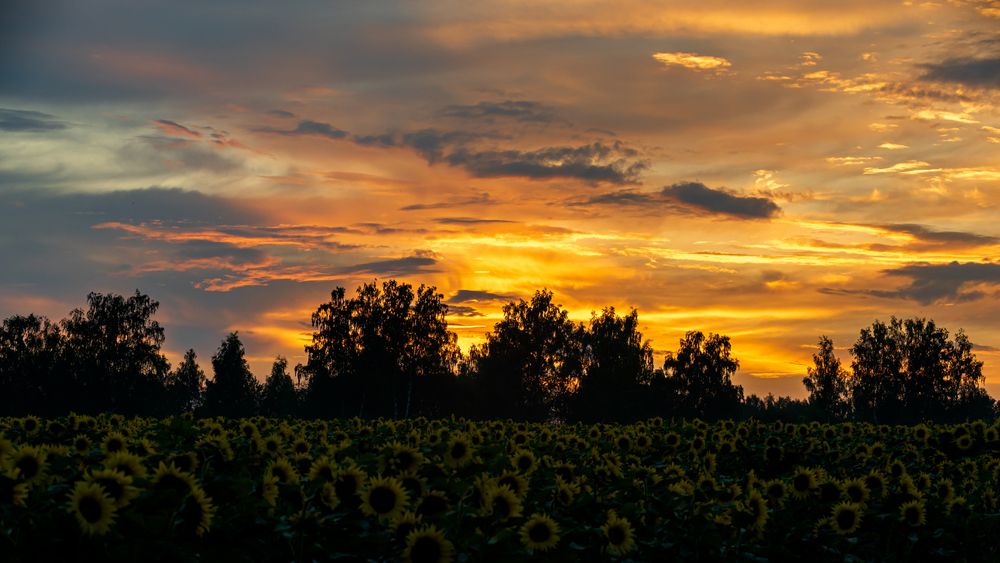 Photo #13493157