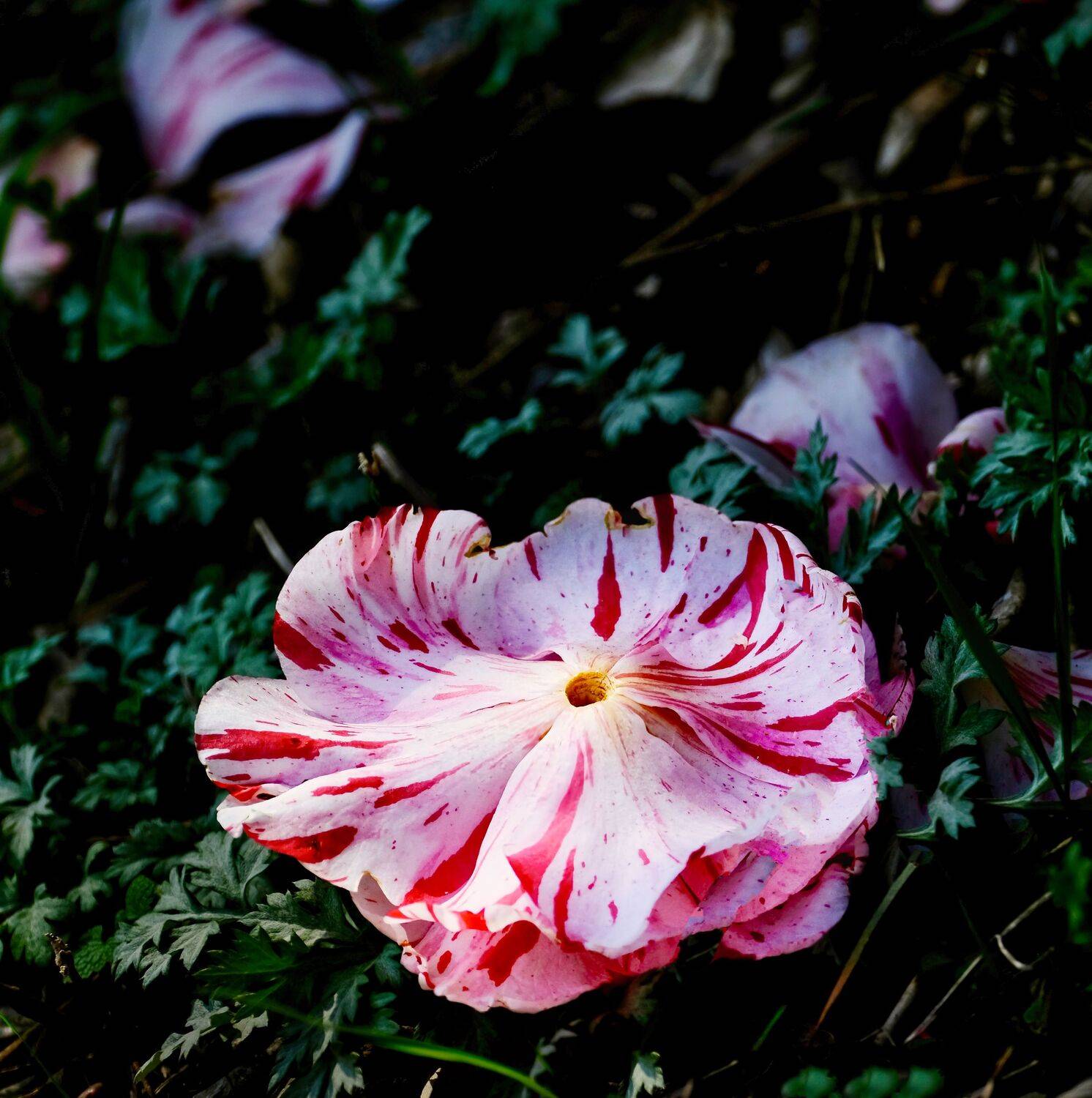 落ちてなお/Even Fallen, Still Beautiful