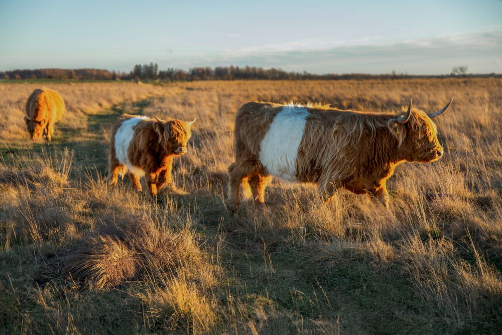 Mother and Calf in Golden Light