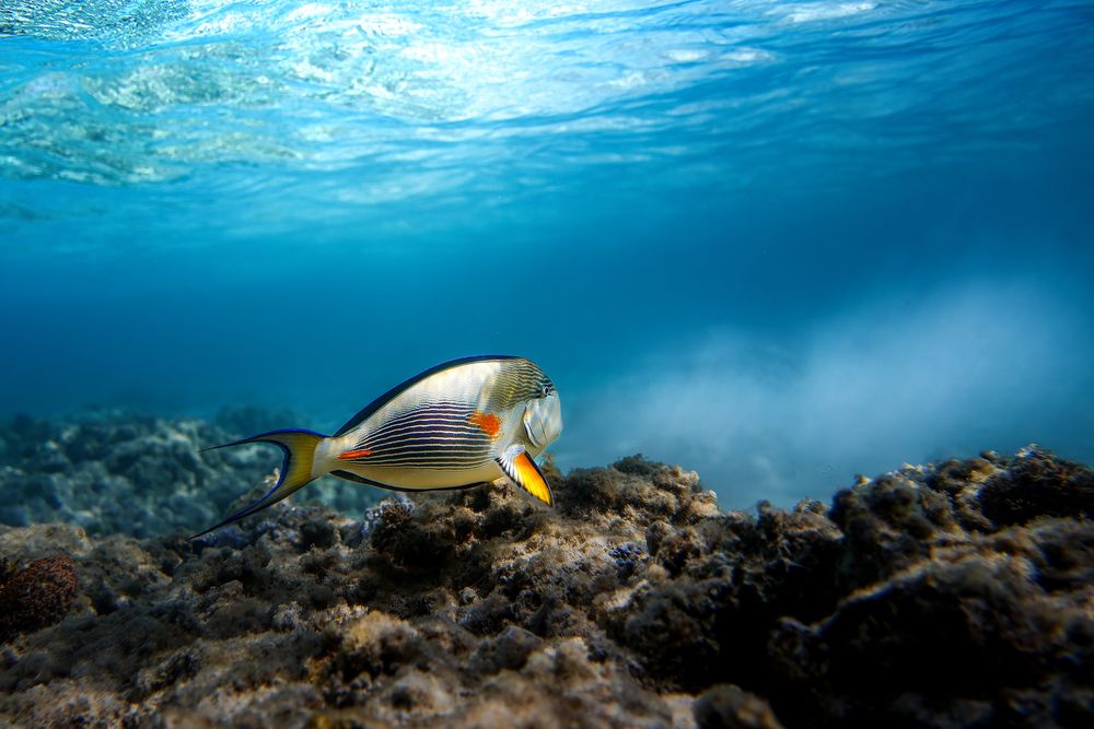 Photograph by Aleksandr Solovev