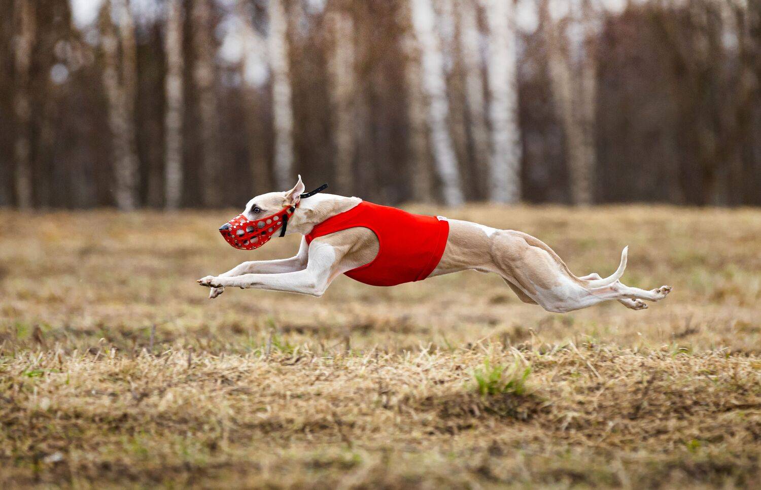 Photo #13495671
