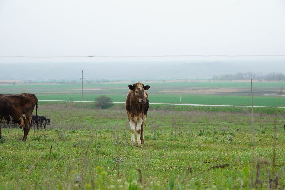 Photograph by Mary Varlamova