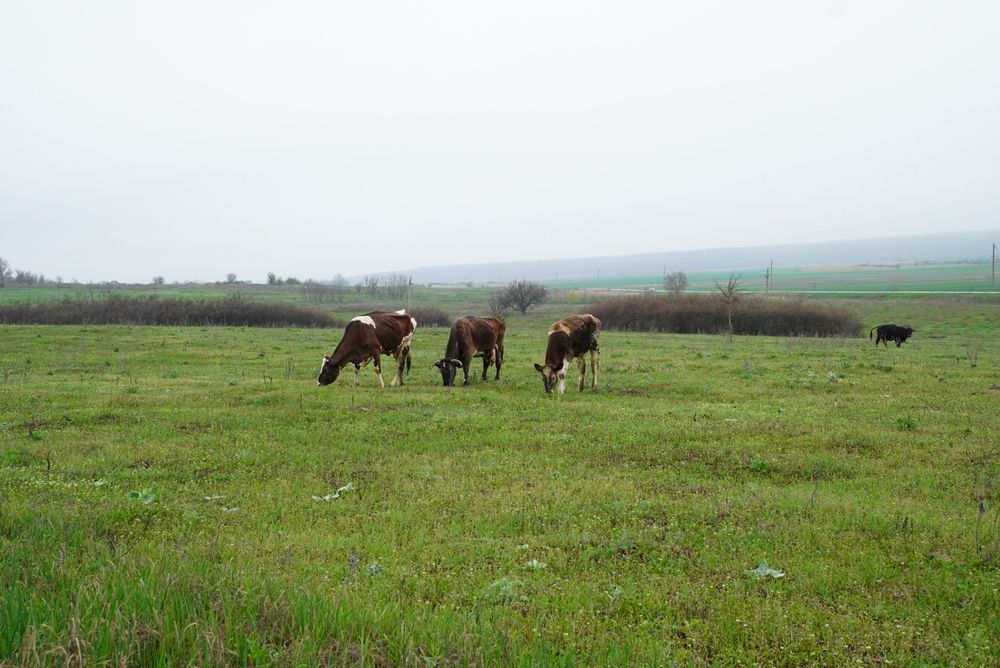Photograph by Mary Varlamova