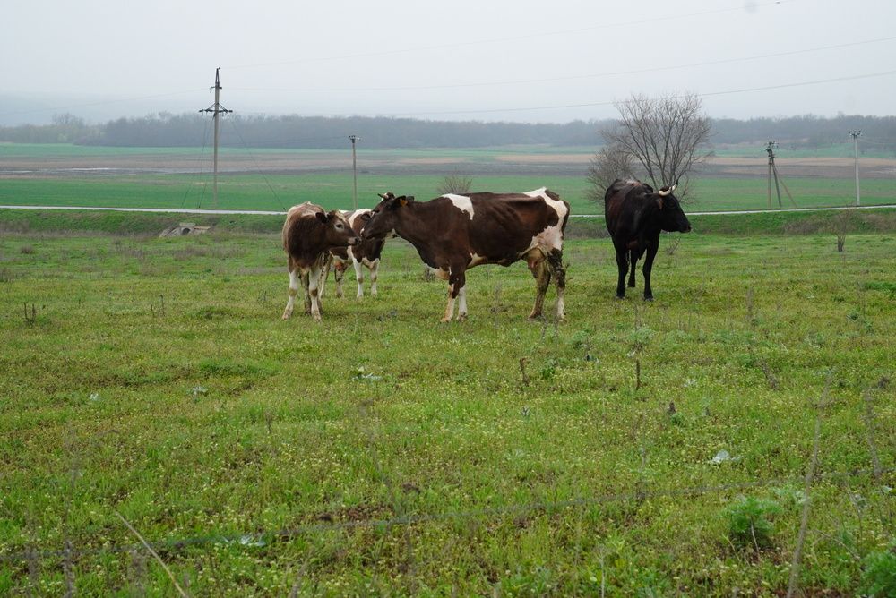 Photograph by Mary Varlamova