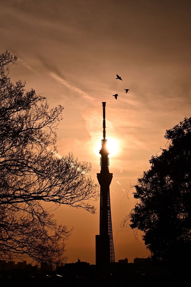 Into the Twilight