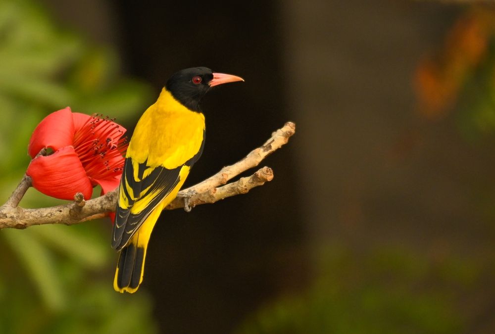 Nature\'s beauty