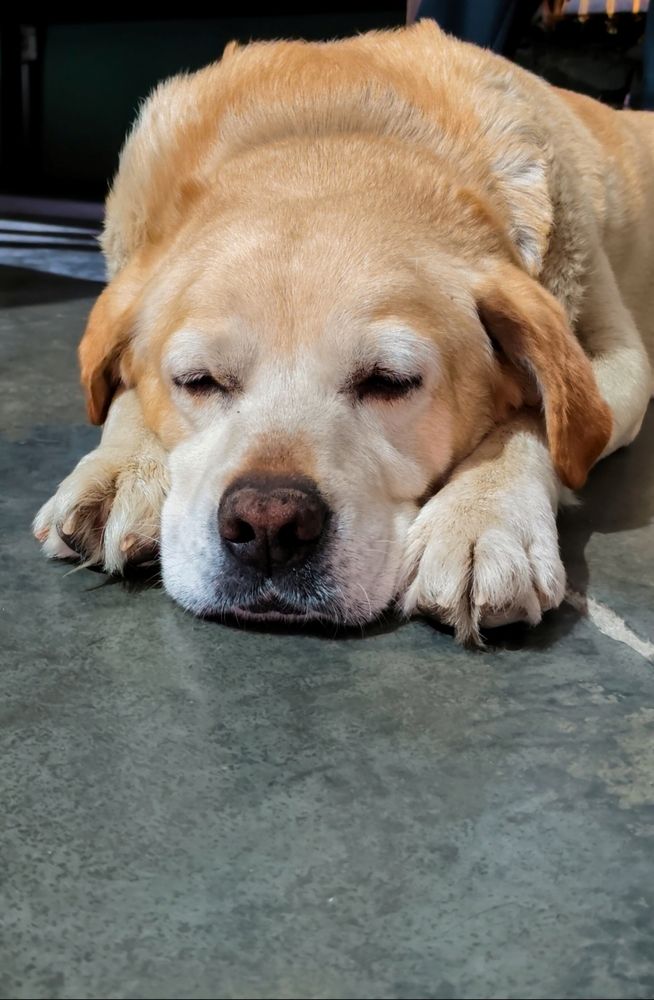 Sleeping beauty.