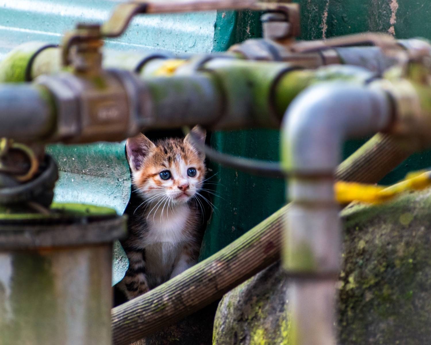 Curious kitten.