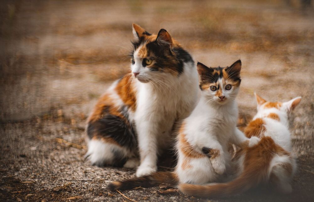 Photograph by Щербак Анатолий