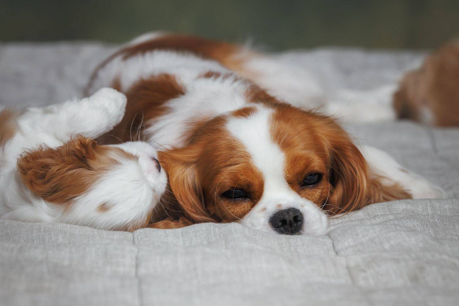 Фотография #13497994