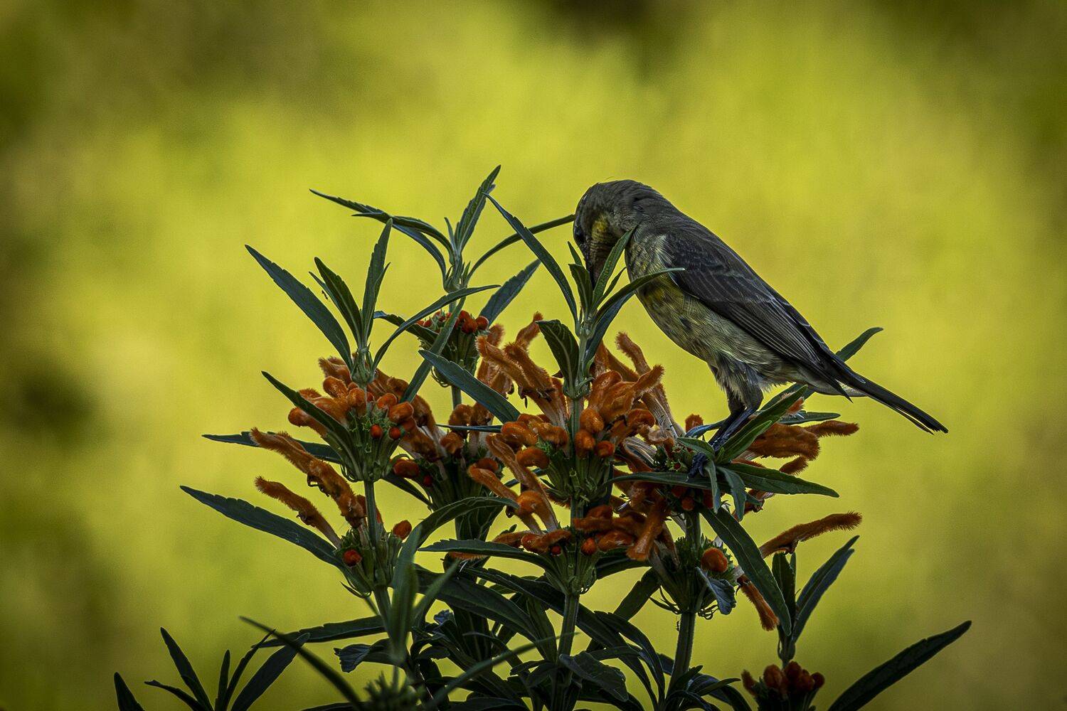 Sugarbird Feast