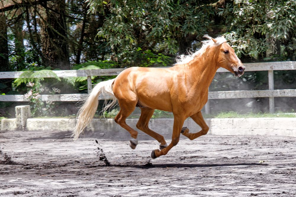 Racing horse