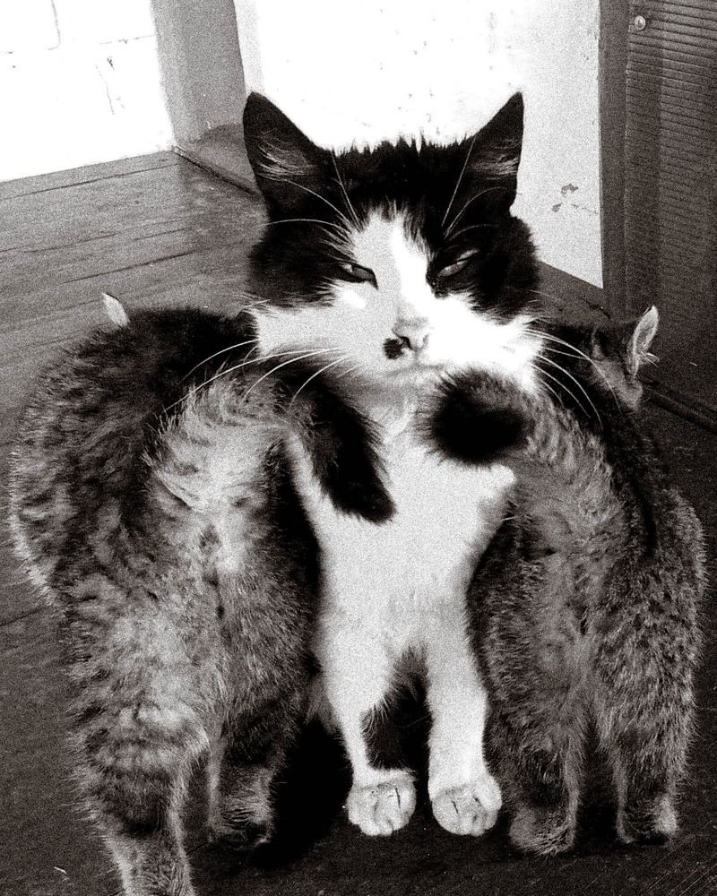 Хвостики