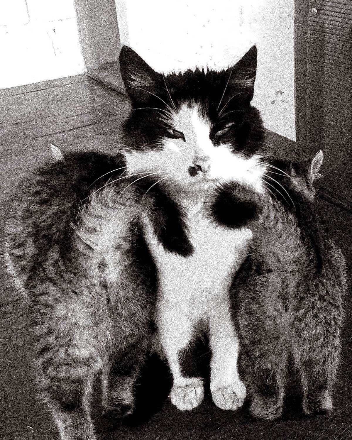 Хвостики