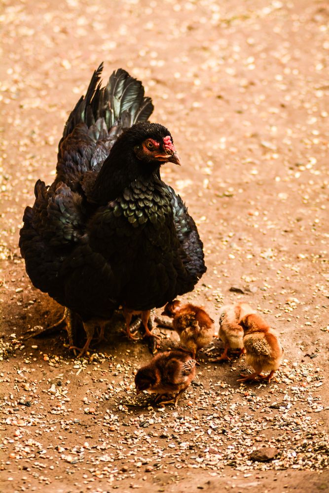 The Mother Teacher