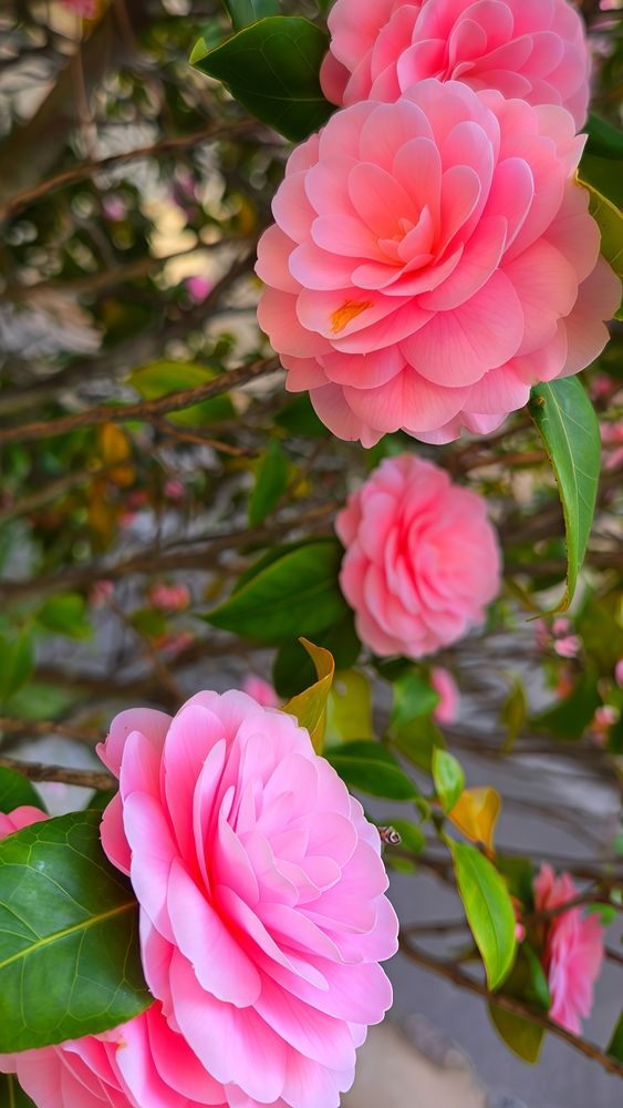 Pink Camellia in Bloom