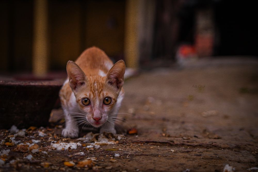 Photograph by Aditya Chaubey