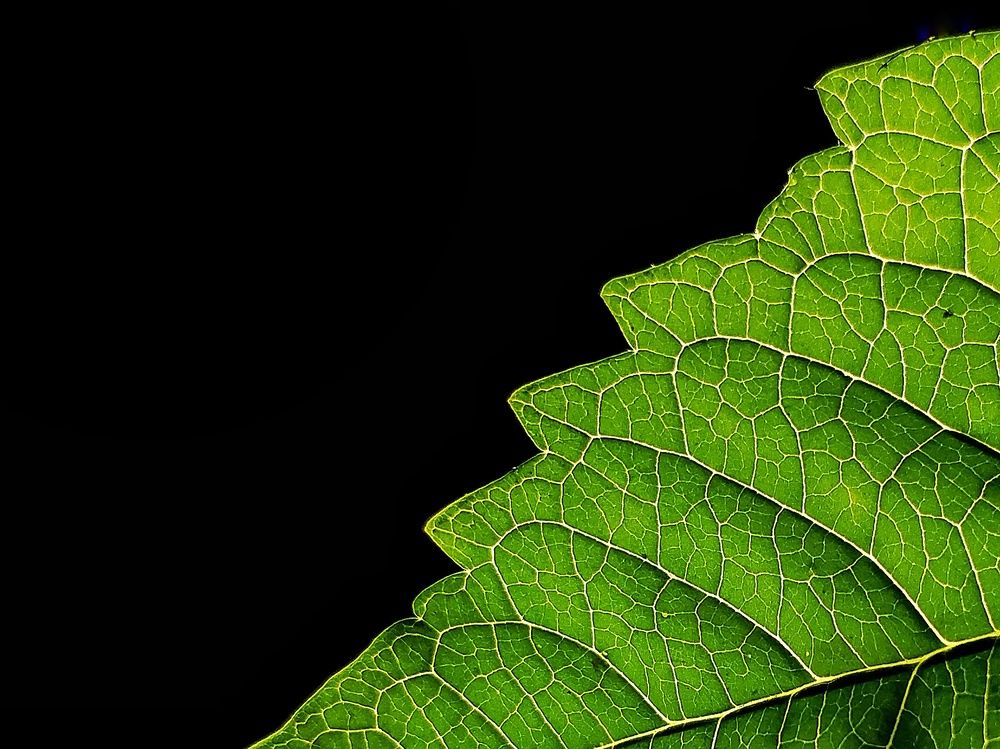 Macro Shot Of Reticulate Venation in Leaf