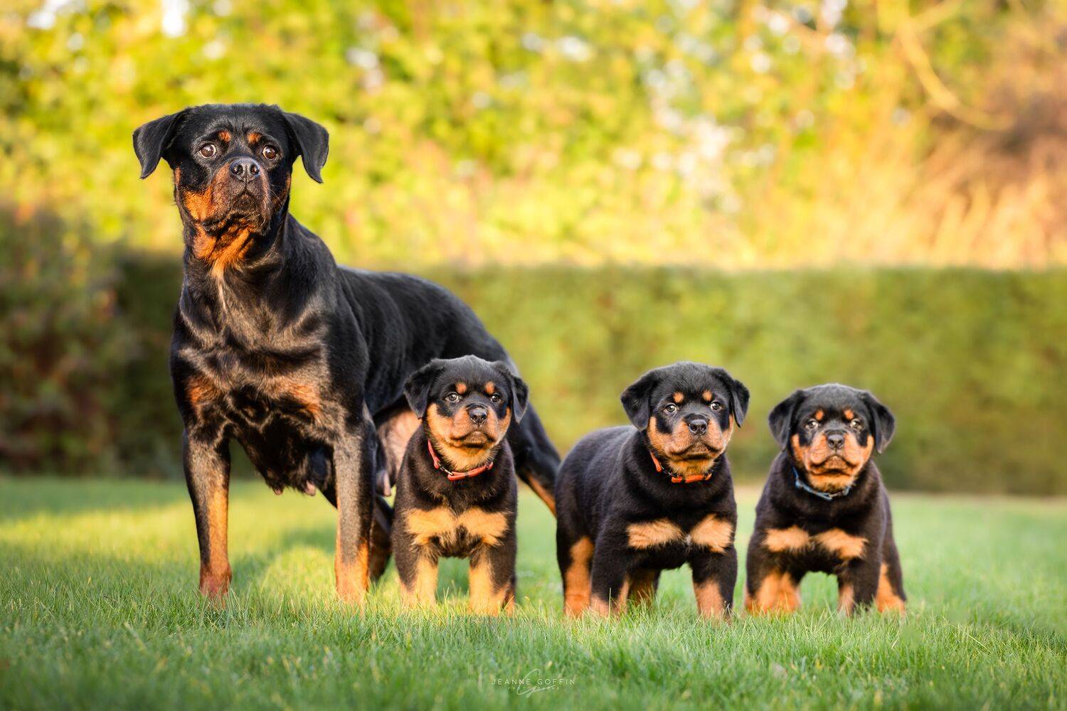 Фотография #13499789