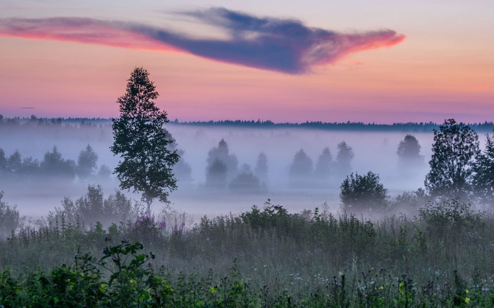 Сиреневый туман, лиловый дракон