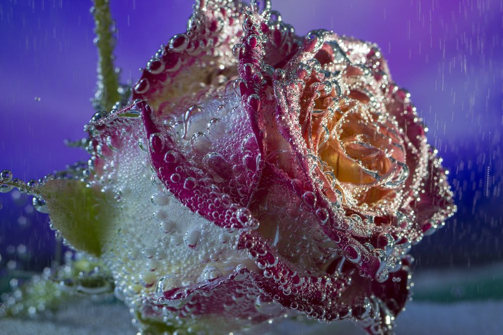 роза в воде