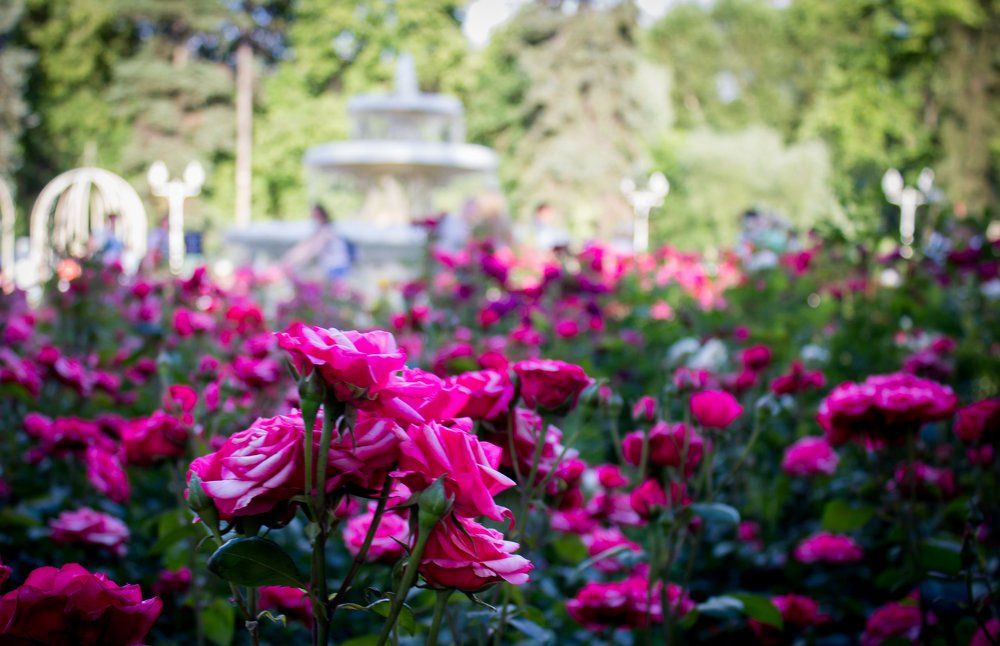 Розы в саду Парка Горького